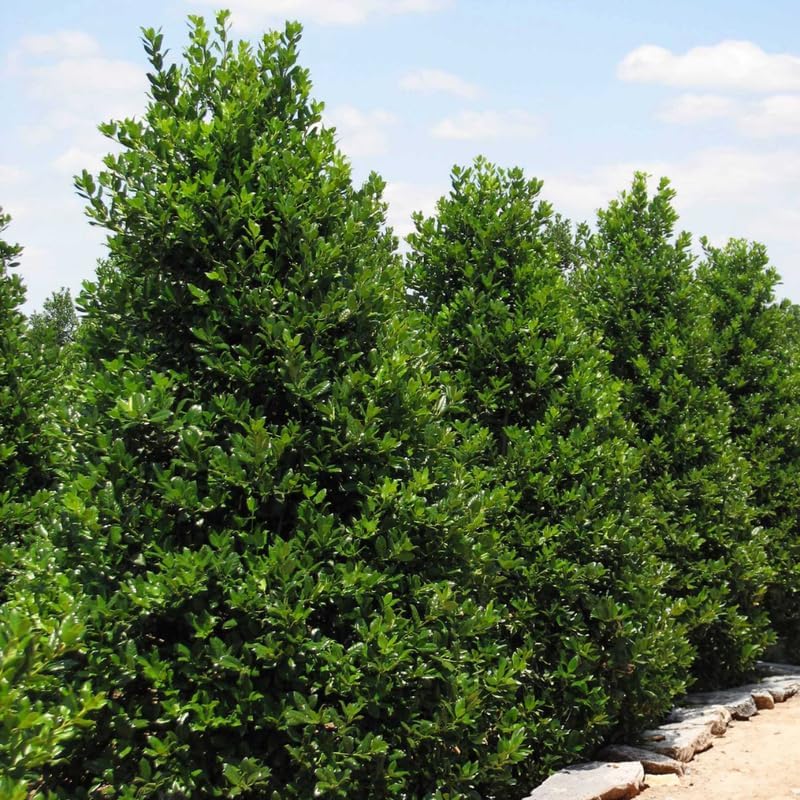 Live Nellie R. Stevens Holly Tree | 2.5-Inch Pot | Established Root System Evergreen | Professional Grade Starter Plant for Privacy Screens