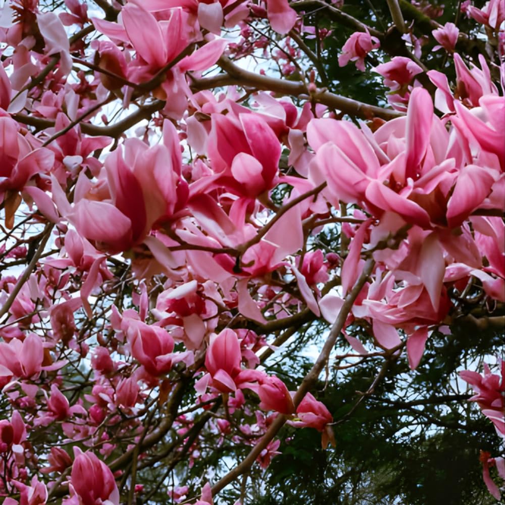 2 Ann Magnolia Tree, 12-18 Inch Tall in 2.5 Inch Pot, Vigorous Spring Bloomer for Sunny Backyard Landscapes, Fragrant Flower Tree