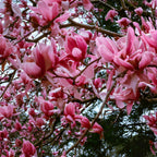 2 Ann Magnolia Tree, 12-18 Inch Tall in 2.5 Inch Pot, Vigorous Spring Bloomer for Sunny Backyard Landscapes, Fragrant Flower Tree