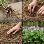 5 Wild Geranium Roots, Well-Rooted Maculatum, Low Maintenance Flowering Groundcover for Sun or Shade, Vigorous Growth Habit