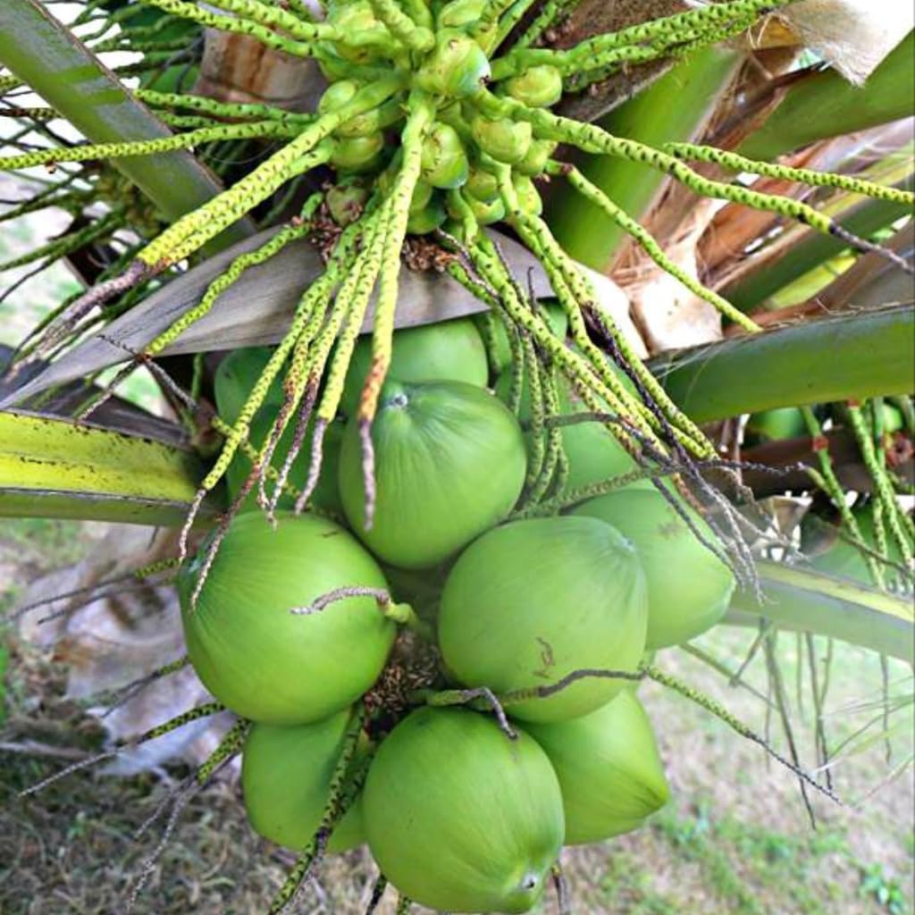 Green Coconut Tree Live Plants– 2.5–3 Ft Live Potted Tropical Fruit Plant | Compact Edible Coconut Tree for Patios, Balconies & Backyard Gardens | No Ship to CA,HI,AK