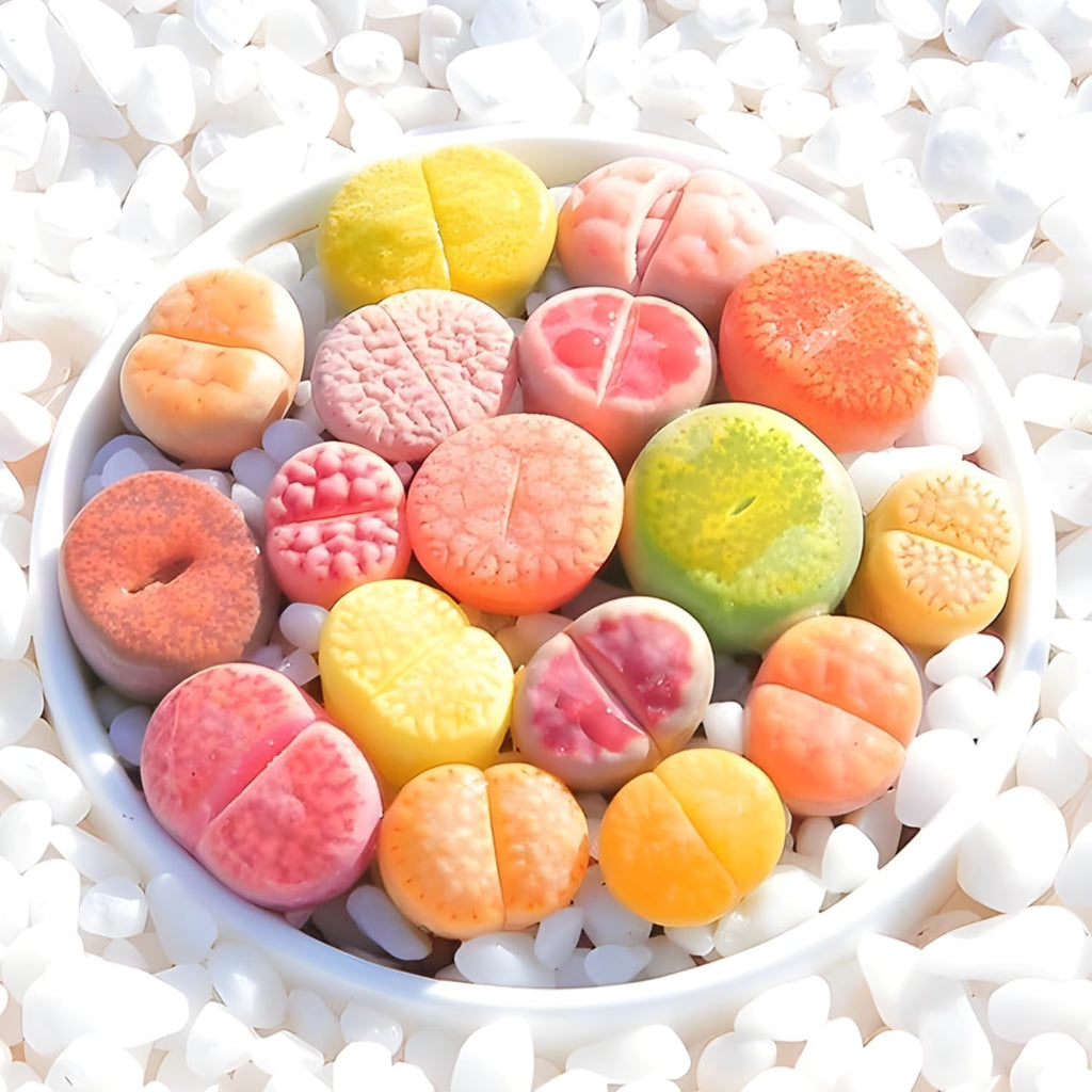 Lithops Large Random Mix Living Stones Succulent Plants Live | 30 Pcs Live Lithops Seedlings | Bare Root Without Pot or Soil, Suitable for Indoor or Outdoor Gardens & Office Use, Friend Plant Lovers