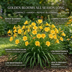 5 Stella de Oro Daylily Live Roots, Low Maintenance Sun-Loving Yellow Flowers, Vigorous Golden Yellow Perennial Bulbs for Landscaping