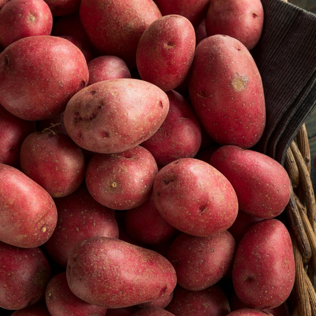 Yukon Gold Seed Potatoes, 2 Lbs, Non GMO, Easy To Grow, Heirloom Potato Seeds for Planting Outdoors