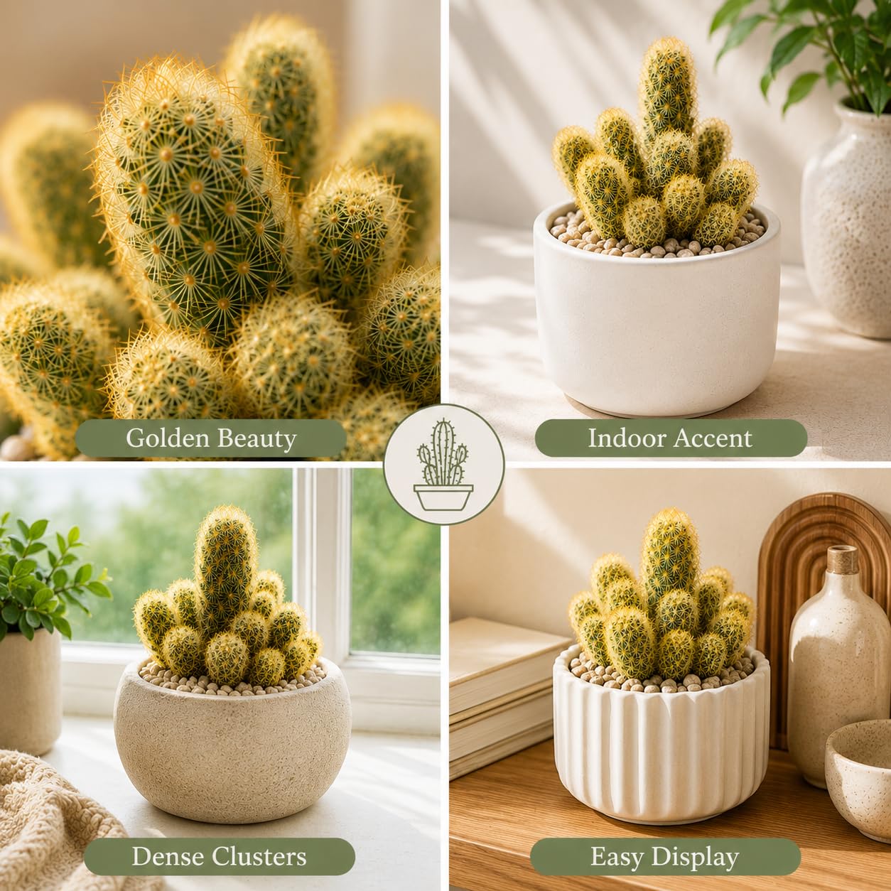 2 Live Cactus Plants Gold Ladyfinger Mammillaria Elongata, 4" Pot, Fully Rooted, Low Maintenance Rare Succulent Plant Live, Ideal for Succulent Collections & Indoor Décor