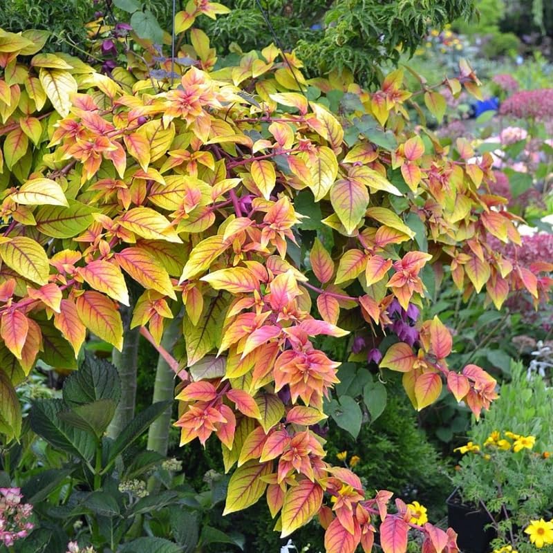 Fuchsia Plants Live, Gold and Red Foliage, 6-12 Inch Tall, Autumnale Variety, Fast Growing Deciduous Flowering Shrub, Well-Rooted Plant