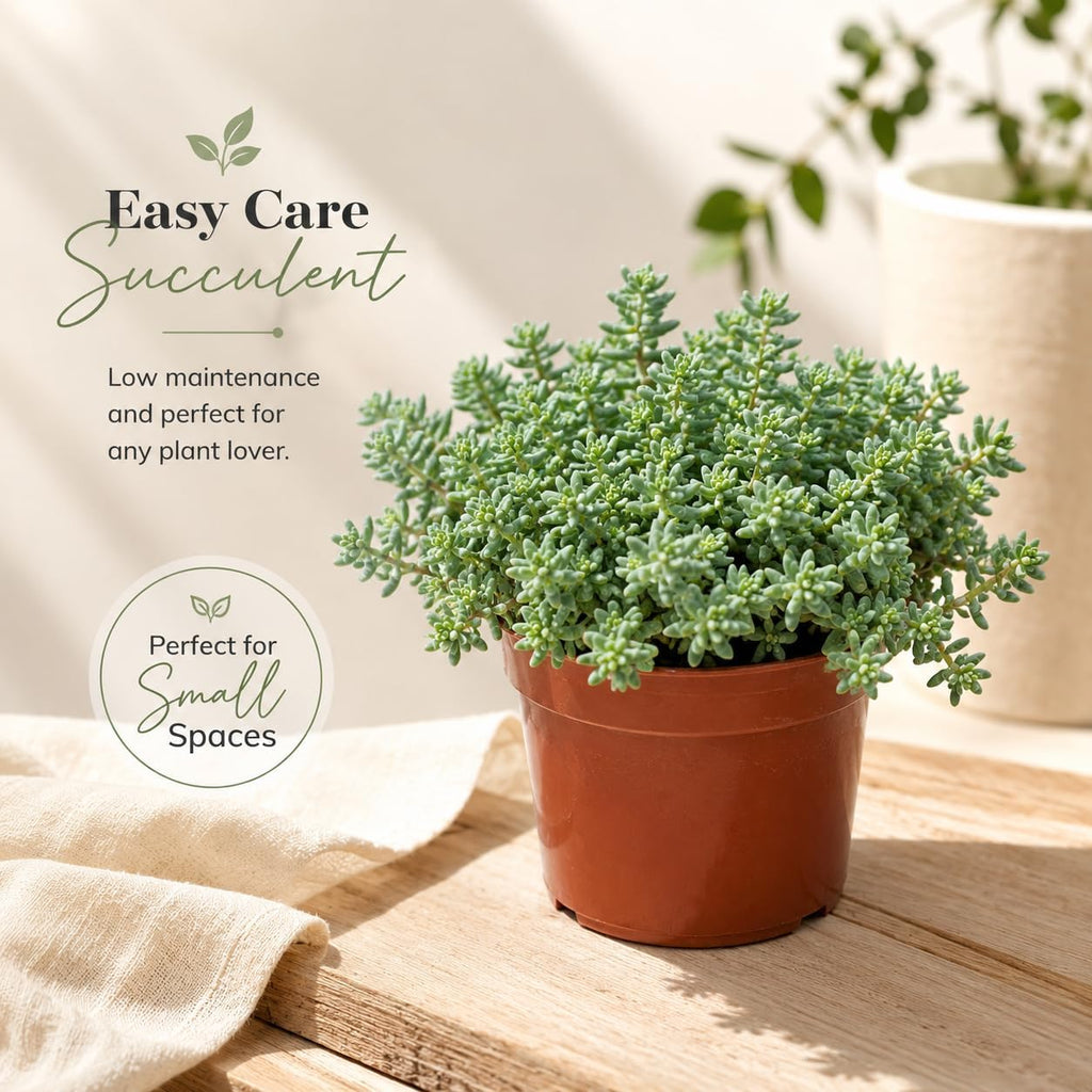 2 Sedum Dasyphyllum Minor Succulent Plants, 4 Inch Pot Sedum Plant Live, Hardy, Easy Care Indoor Houseplant, Ideal for Home Décor & Gifts
