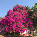 Bougainvillea Plant Live | Perenial Purple Flower Outdoor Plant | 4-5 Inc Tall | Starter Plant | Unique Gift for Mom, Friend, Women, Her, Birthday Gifts
