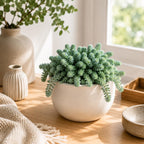 Sedum Dasyphyllum Major Plant, 4 Inch Pot Sedum Plant Live, Well Rooted, Easy Care Succulent Plant, Hardy, Low Maintenance Houseplant for Home Décor & Indoor Spaces