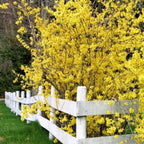 2 Lynwood Gold Forsythia Live Plant for Planting – 10 to 12 Inch Tall | Hardy Outdoor Flowering Shrub | Bright Yellow Spring Blooms | Fast-Growing Hedge or Border Plant