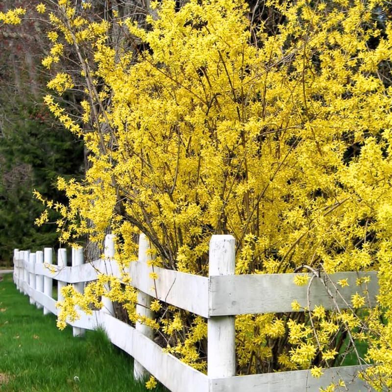 2 Lynwood Gold Forsythia Live Plant for Planting – 10 to 12 Inch Tall | Hardy Outdoor Flowering Shrub | Bright Yellow Spring Blooms | Fast-Growing Hedge or Border Plant