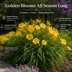 5 Stella de Oro Daylily Roots, Reblooming Yellow Perennial Roots for Garden Borders, Cold-Hardy Miniature Golden Daylily