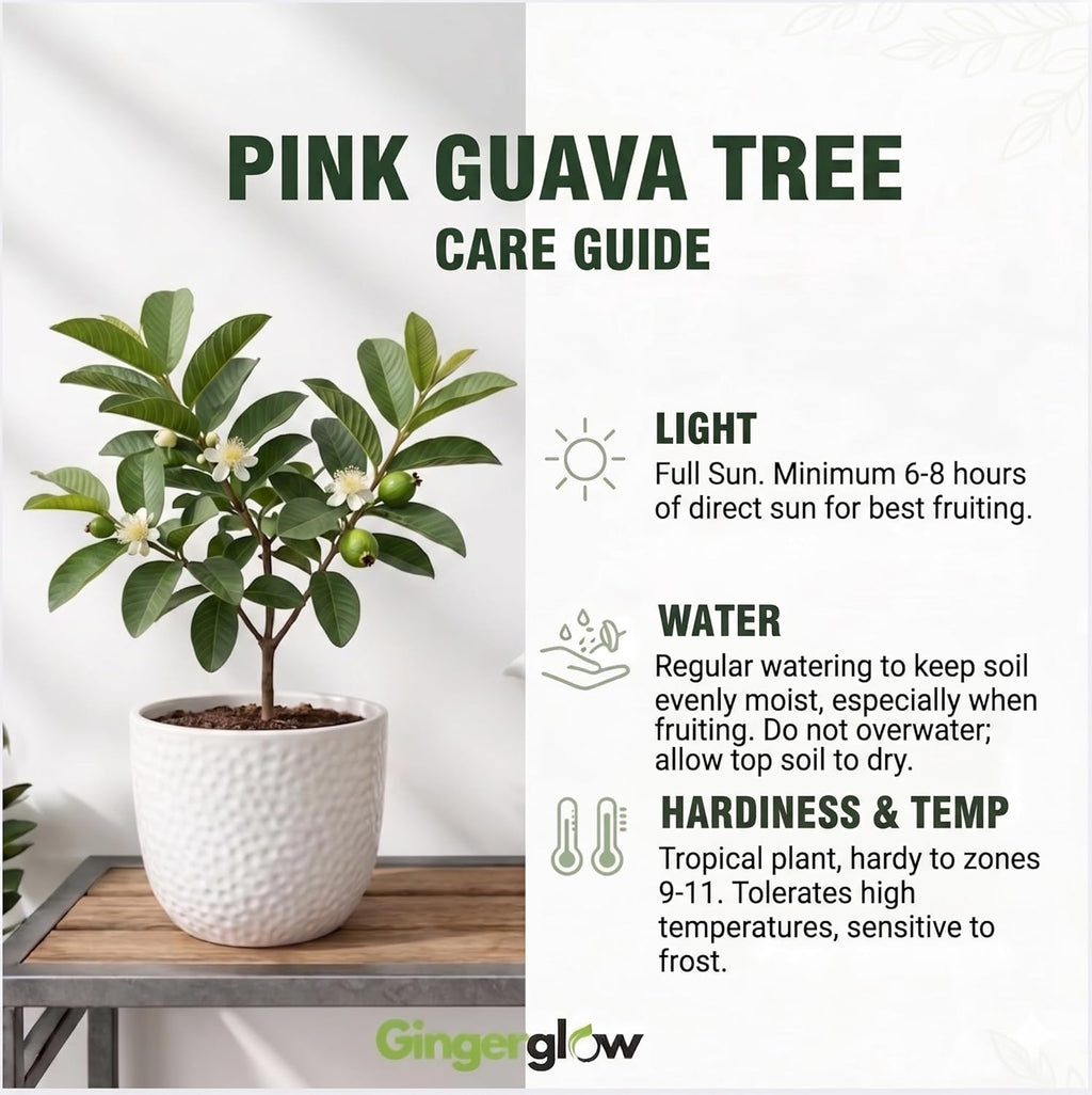 Pink Guava Tree Live Plant, 6-10 Inch Tall Guava Plant, Easy-to-Grow, Hardy, Sweet Tropical Fruit Tree for Garden & Outdoor Spaces, Ready to Grow