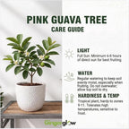 Pink Guava Tree Live Plant, 6-10 Inch Tall Guava Plant, Easy-to-Grow, Hardy, Sweet Tropical Fruit Tree for Garden & Outdoor Spaces, Ready to Grow