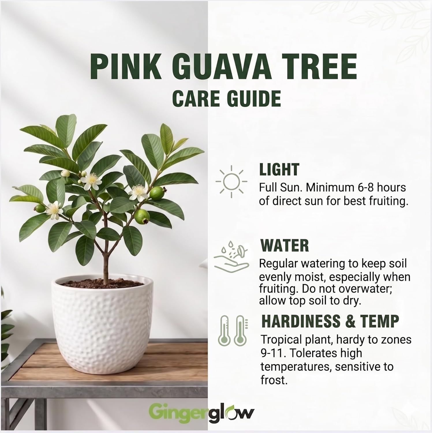Pink Guava Tree Live Plant, 6-10 Inch Tall Guava Plant, Easy-to-Grow, Hardy, Sweet Tropical Fruit Tree for Garden & Outdoor Spaces, Ready to Grow