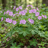10 Wild Geranium Roots, Geranium Maculatum, Lavender Pink Flowering Perennial for Shady Garden Borders, Cold-Hardy Flower for Woodland Landscapes