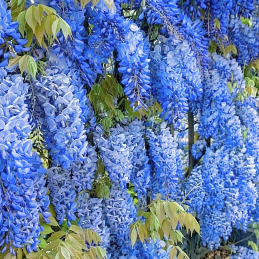 Blue Wisteria Tree, 2.5 Inch Pot, Potted Flowering Vine Starter, Fast Growing Purple-Blue Bloom Shrub for Garden and Patio