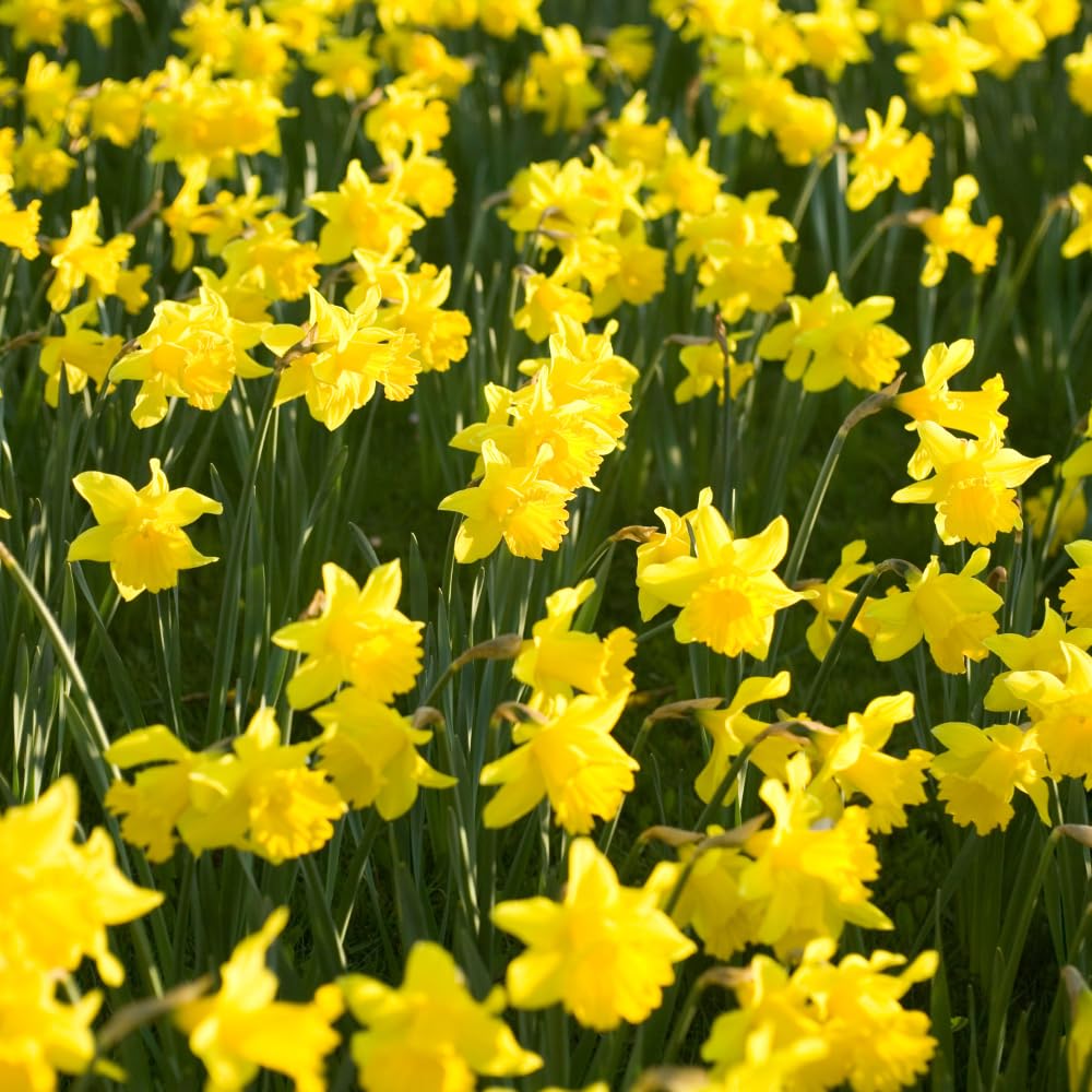 50 Wild Daffodil Bulbs, Lent Lily, Yellow Spring Flowering Perennial for Garden Borders, Cold-Hardy Narcissus for Early Spring Blooms
