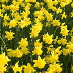 50 Wild Daffodil Bulbs, Lent Lily, Yellow Spring Flowering Perennial for Garden Borders, Cold-Hardy Narcissus for Early Spring Blooms