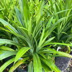 Pandan Plant Live Plants 1–2 Ft | Pandanus Amaryllifolius | Aromatic Leaf Plant for Asian Cooking, Tea, and Home Growing | No Ship to CA,HI,AK