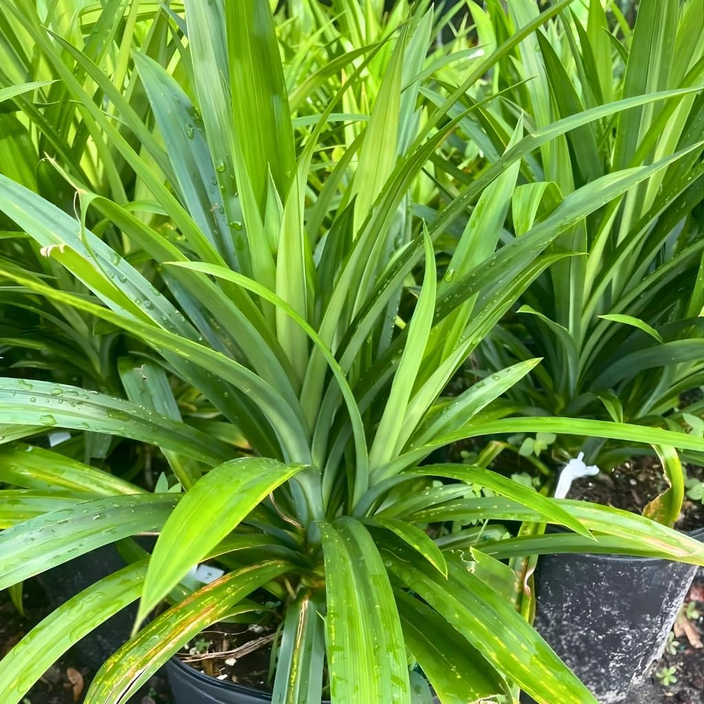 Pandan Plant Live Plants 1–2 Ft | Pandanus Amaryllifolius | Aromatic Leaf Plant for Asian Cooking, Tea, and Home Growing | No Ship to CA,HI,AK