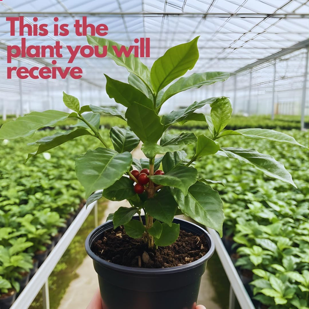 Live Arabica Coffee Plant in 4 Inch Pot| Suitable for Indoors or Patio | Tropical Houseplant for Beginners