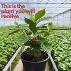 Live Arabica Coffee Plant in 4 Inch Pot| Suitable for Indoors or Patio | Tropical Houseplant for Beginners
