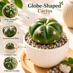 Live Cactus Plant Gymnocalycium Horstii Green Tomato, 4" Pot, Low Maintenance Rare Cactus, Drought Tolerant Houseplant for Indoor Décor, Windowsills & Succulent Collections