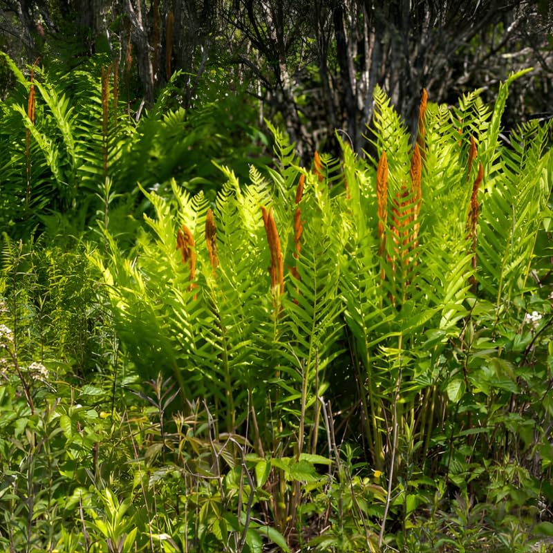 10 Cinnamon Ferns Live Plants Outdoor, Well-Rooted Rhizome Starters, Cold-Hardy Shade Plant for Home Landscapes and Large Pots