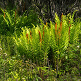 10 Cinnamon Ferns Live Plants Outdoor, Well-Rooted Rhizome Starters, Cold-Hardy Shade Plant for Home Landscapes and Large Pots