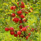 (No Ship to CA, HI, AK) Apple Trees Live Plants in 3 Gallon Pot, Fruit Trees Live Plants Ready to Fruit, Live Zestar Apple Trees for Outdoor Planting