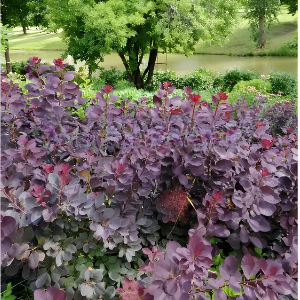 Purple Smoke Tree - Cotinus Coggygria, 4 Inch Pot - 12-18 Inch Tall, Low Maintenance Shrub with Smoky Pink Blooms