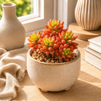 Sedum Rubrotinctum Aurora/Jelly Beans Succulents Plant Live, 2 Inch Pot, Unique Live Succulent, Low Maintenance, Easy Care, Beautiful Indoor Houseplant, Ideal for Home Décor & Gifts