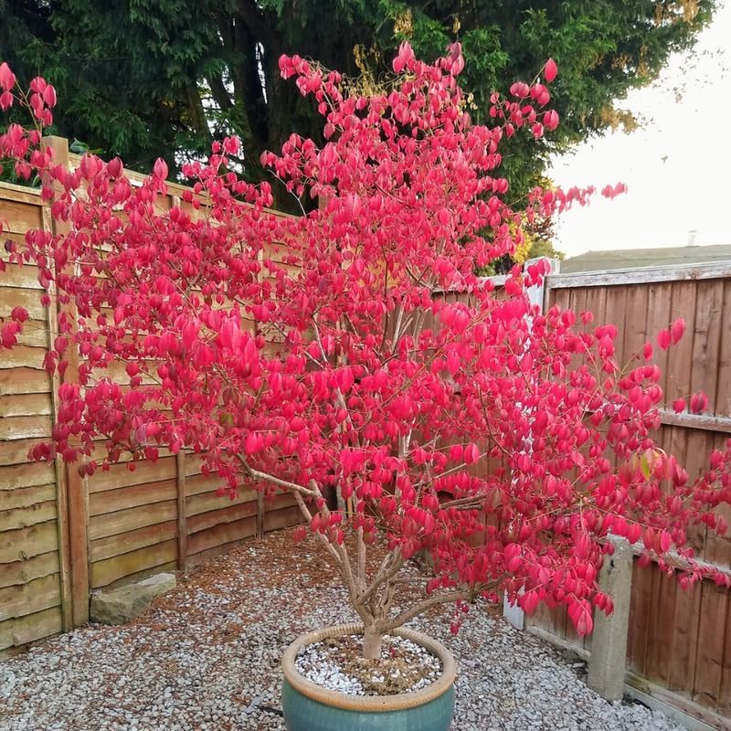2 Burning Bushes Ready to Plant | 8-12" Rooted Cuttings | Hardy Fire Bush Shrub Live Plant to Decorative Hedge