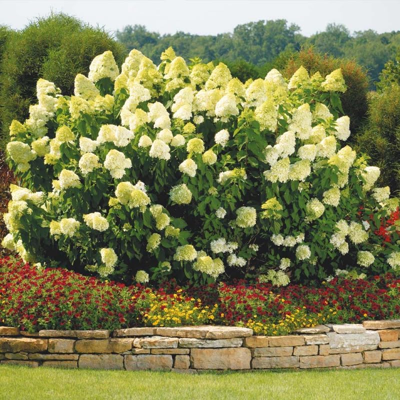 Limelight Hydrangea Shrub Live Plant | 1 Quart Pot | Low Maintenance Flowering Deciduous Tree Alternative | Robust Established Plant for Landscapes
