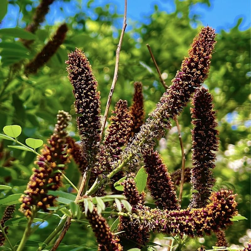 15 False Indigo Bush Live Plant | 1-2ft Bare Root Seedlings | Low Maintenance Native Deciduous Shrub | Well-Rooted Flowering Plant