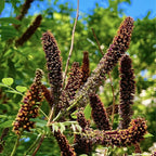 15 False Indigo Bush Live Plant | 1-2ft Bare Root Seedlings | Low Maintenance Native Deciduous Shrub | Well-Rooted Flowering Plant
