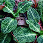 20 Downy Rattlesnake Plantain Root Systems Perennial, Vigorous Growth Habit with Showy White Flower Spikes for Home Landscapes