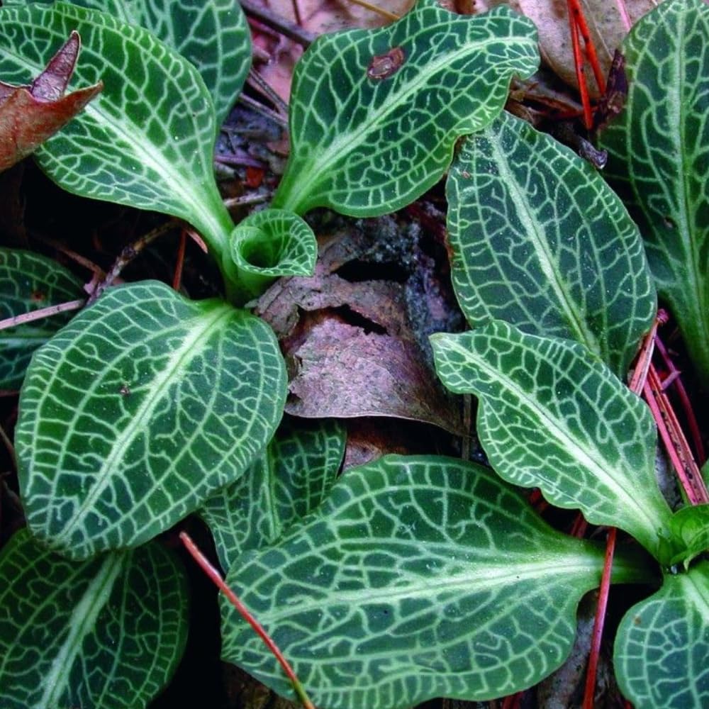 20 Downy Rattlesnake Plantain Root Systems Perennial, Vigorous Growth Habit with Showy White Flower Spikes for Home Landscapes