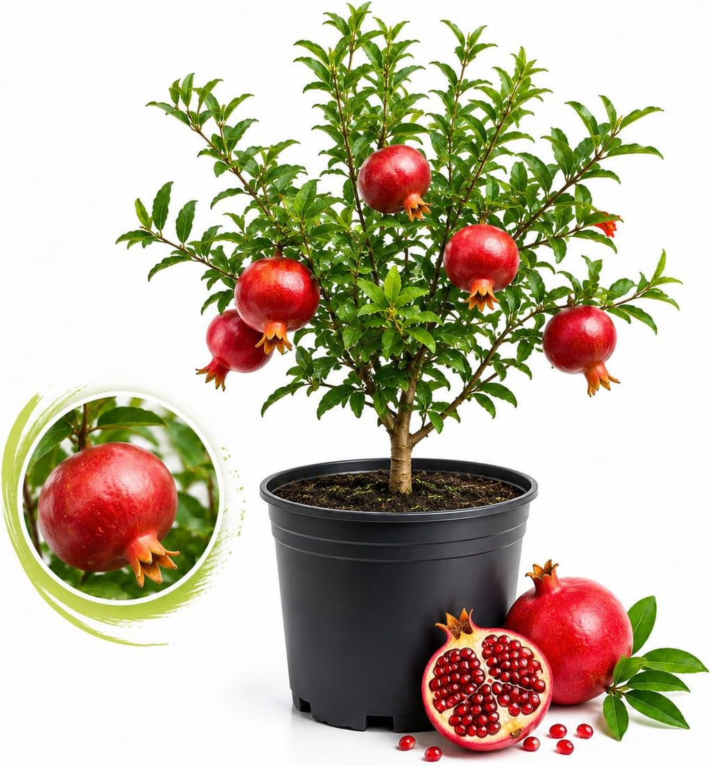Pomegranate Tree, Live Fruit Tree 2-3 Ft Tall in 3 Gallon Pot, Hardy Fruit Trees, Sweet Pomegranate Tree for Home Garden (No Ship to CA,HI,AK)