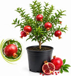 Pomegranate Tree, Live Fruit Tree 2-3 Ft Tall in 3 Gallon Pot, Hardy Fruit Trees, Sweet Pomegranate Tree for Home Garden (No Ship to CA,HI,AK)