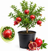 Pomegranate Tree, Live Fruit Tree 2-3 Ft Tall in 3 Gallon Pot, Hardy Fruit Trees, Sweet Pomegranate Tree for Home Garden (No Ship to CA,HI,AK)
