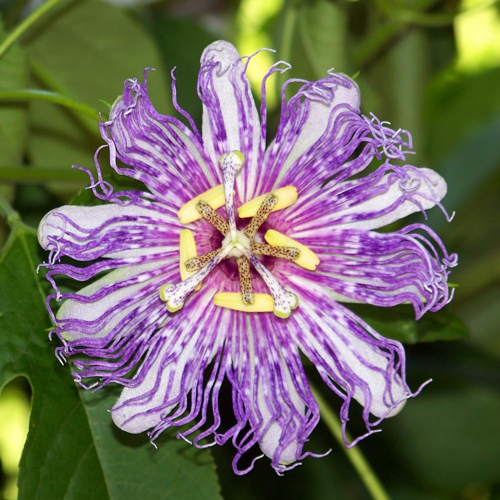 3 Purple Passiflora Incarnata Live Plants, 4-8 Inch Tall Maypop Live Plant, Fast Growing, Exotic Fragrant Passion Flower Vine for Garden Trellis & Outdoor Spaces