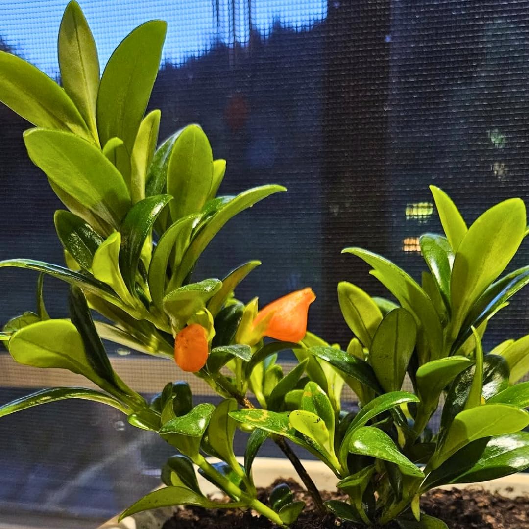 Goldenfish Plant Live for Planting in 4-Inch Pot | Vibrant Trailing Goldfish Tree with Orange Blooms | Perfect for Indoor Displays | Unique Gift for Plant Enthusiasts