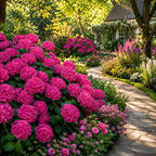 2 Hydrangea Plants Live, Hydrangea Macrophylla Live 4-6 Inch Tall, Grow Robust Floral Clusters for Borders & Outdoor Landscapes
