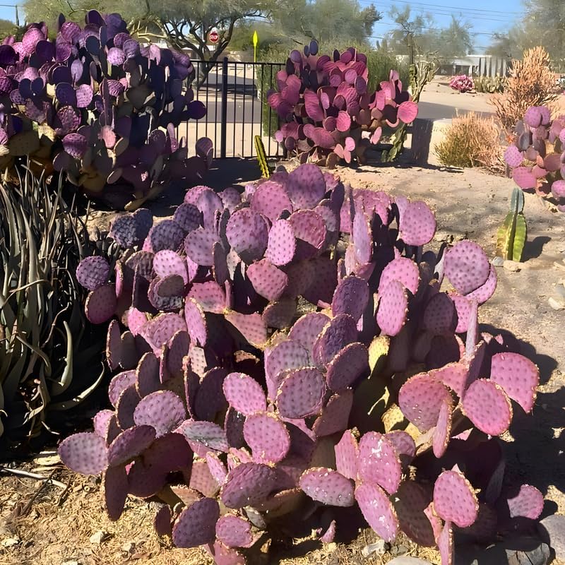 Opuntia Santa Rita Purple Prickly Pear Cactus Live Plant | Live Purple Cactus in 3 Inch Pot | Drought-Tolerant Desert Cactus for Indoor & Outdoor Use, Landscaping, Rock Gardens & Container Planting