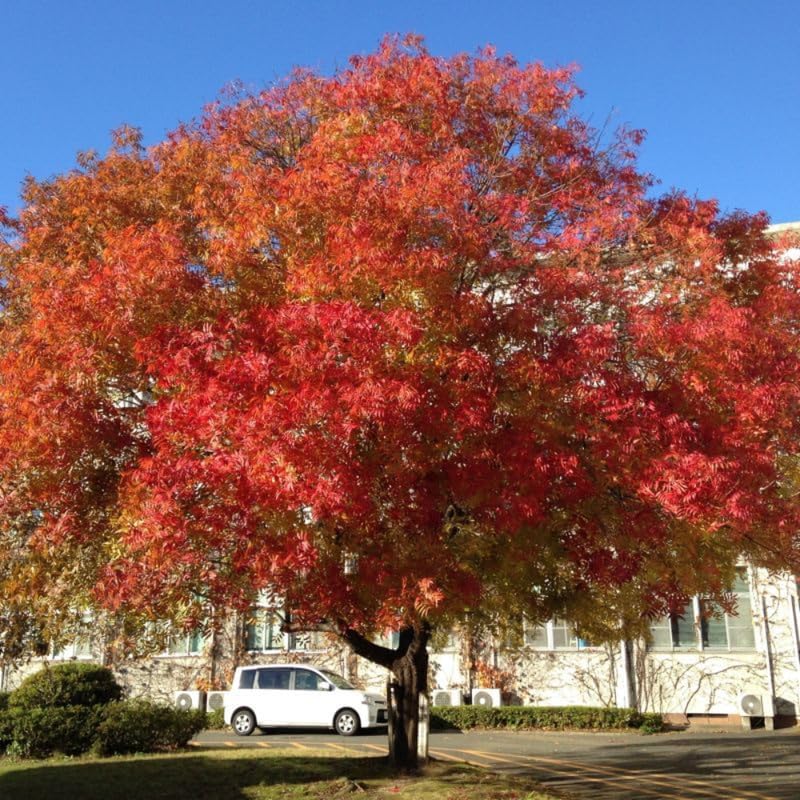 2 Chinese Pistache Tree Live Plants | 1-2ft Bare Root Seedlings | Fast-Growing Deciduous Ornamental Trees & Low Maintenance