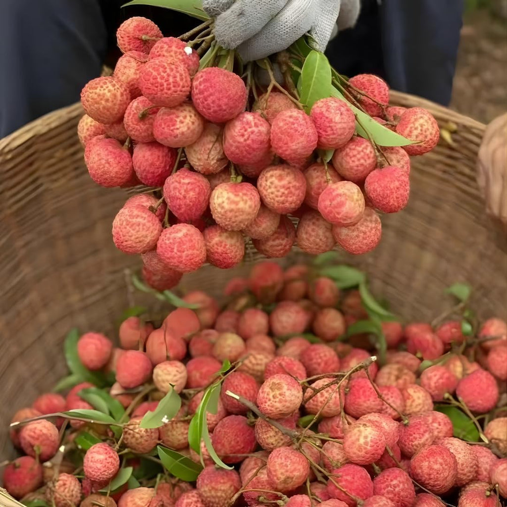 Mauritius Lychee Tree for Planting | 2.5–3 Ft Live Potted Tropical Fruit Tree | Sweet Juicy Lychee Fruit for Home Gardens, Patios & Containers | No Ship to CA,HI,AK