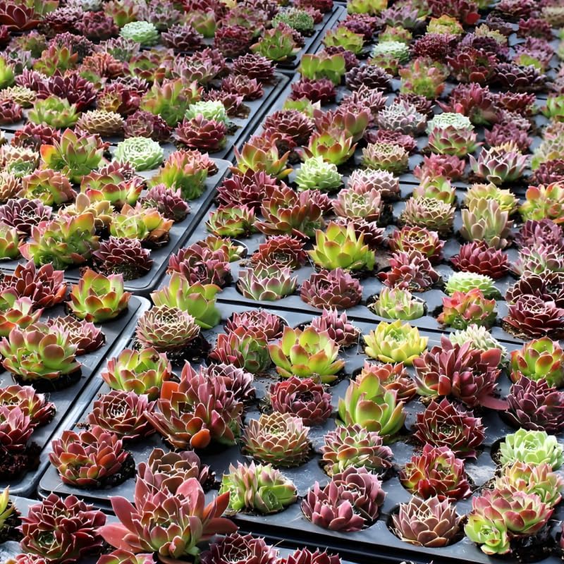 12 Succulents Assorted Succulent Plant Pack Collection, Live Mini Succ –  Gingerglow