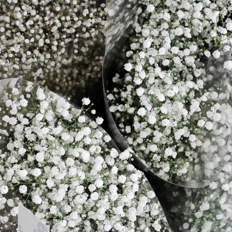 White Baby's Breath Plant, 3-4 Inch Bare Root Size, Low Maintenance Flowering Perennial for Sunny Landscapes